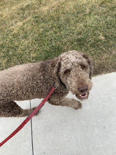 Bennett Dog Training