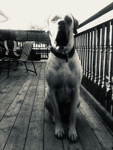 Rustic Paws