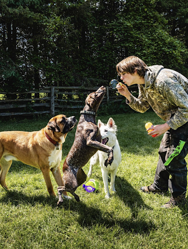 Camp Shake-A-Paw