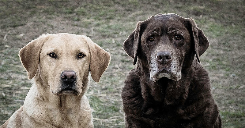 Quest Canine Services