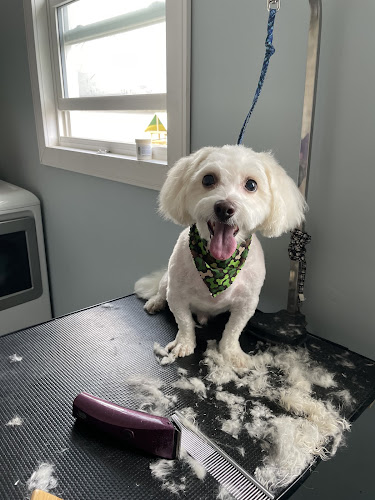 The Paw Parlour’s Pet Grooming