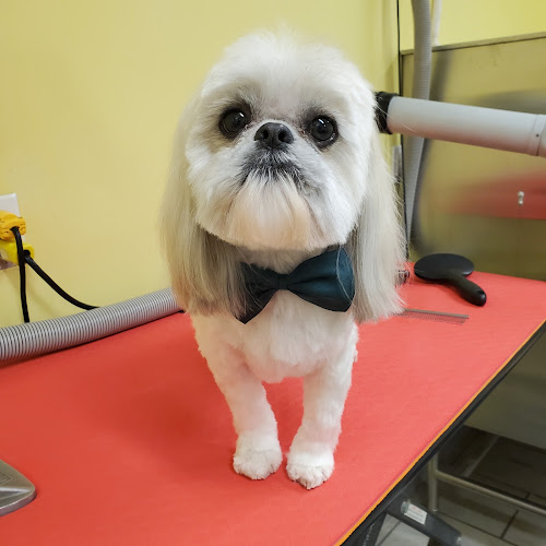 Margo’s Pet Grooming