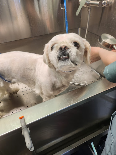 Pitter Patter Pet Spa