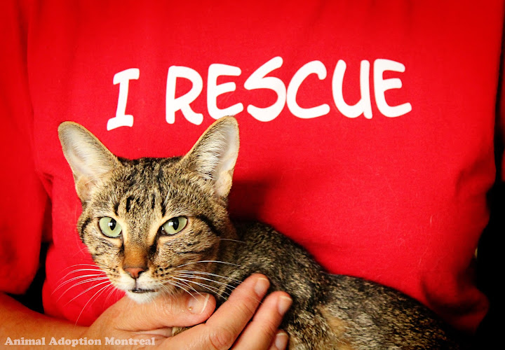 Chatopia – Purebred cat rescue