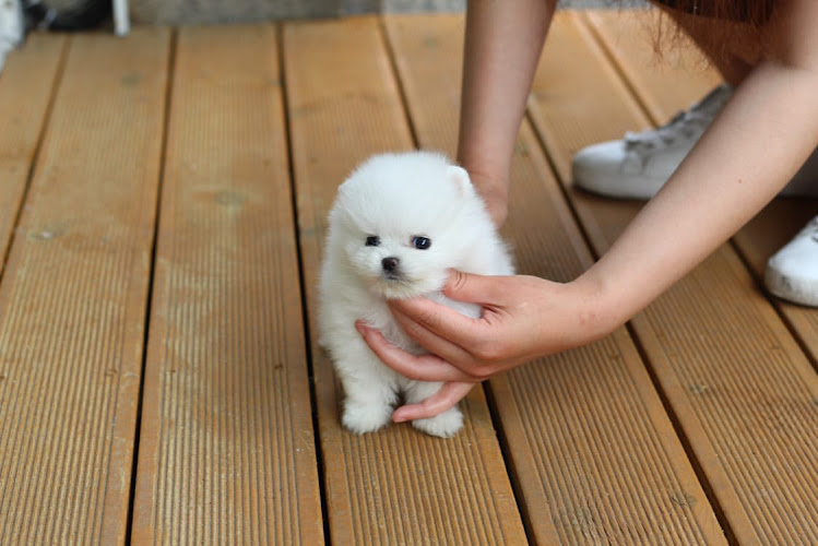Bittypups ‘Teacup Pomeranians Montreal’