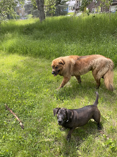 Alpha Pet Care