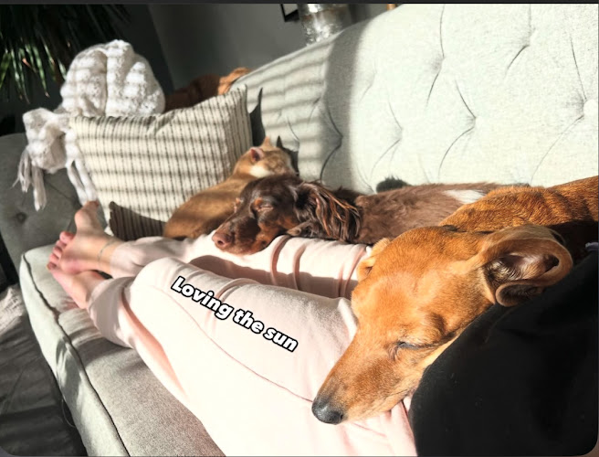 OnParPetCare