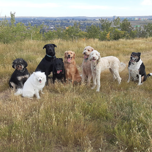 Hayleys Pets Play dog walker