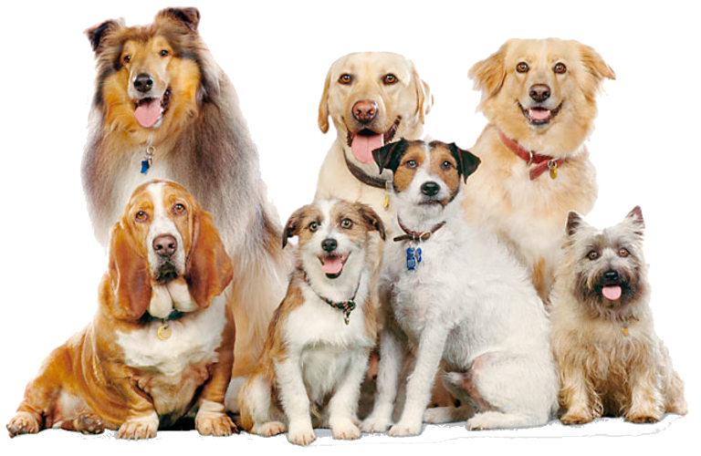 The FurBaby Academy