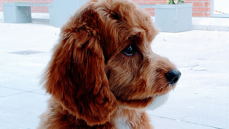 Fab Fido Dog Grooming Spaw
