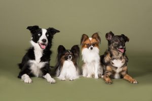 Head to Tail Canine Nutrition