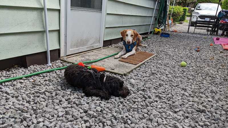 Diana’s Furry Friends Pet Sitting