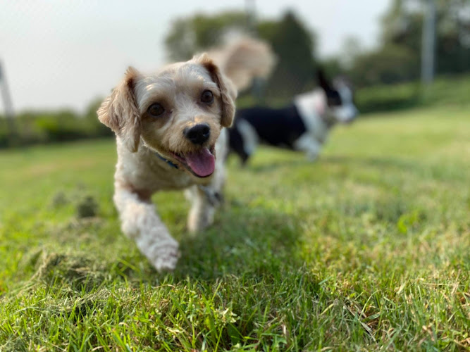 Furry Friends Pet Resort