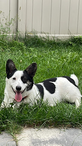 Happypetscanada