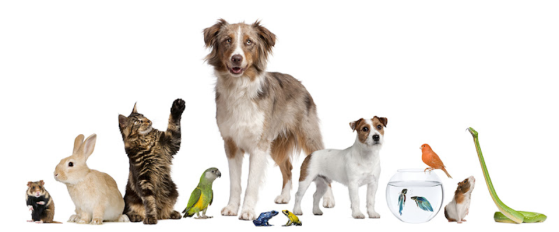 Half Moon Bay Pet sitting