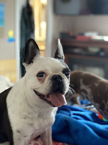 Hanna’s Homecare for Pets