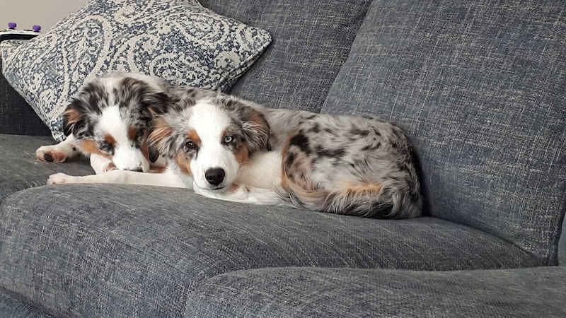 Purrs and Paws Pet Sitting