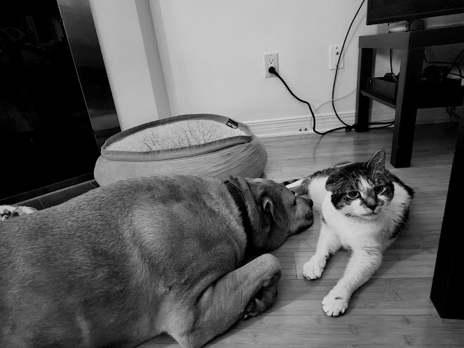 hoomane petcare