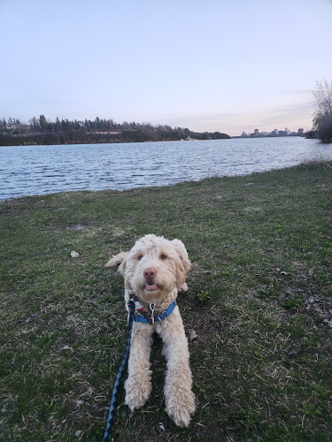 DAWG by Giovanni Germani – Éducateur Canin