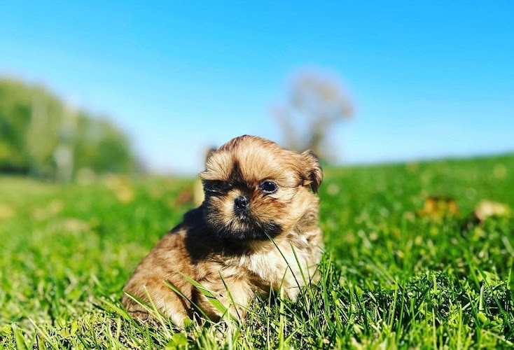 Maxanimo – Dog Breeder: Toy Poodles & Imperial Shih Tzus Puppies in Montreal Quebec