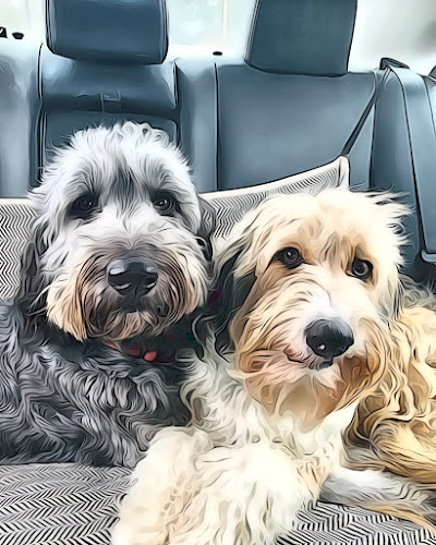 Okanagan Dog Walker