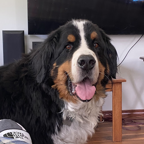 Boop Dogg Pet Sitting Services