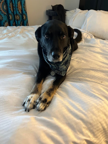 Safe at Home Pet Sitting