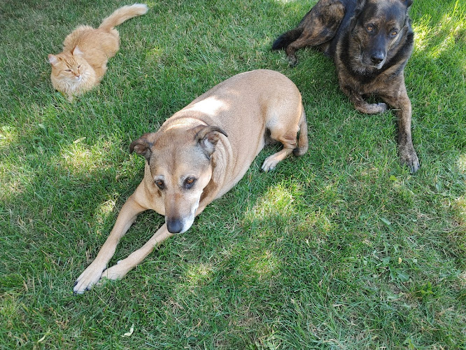 Paws & Pads Pet and House Sitting