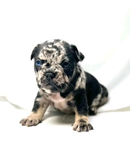 Blue And Isabella Frenchie Pups