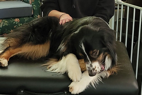 Canine Massage & Conditioning Care