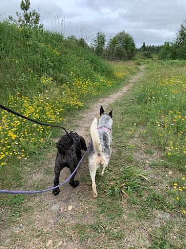 Classical Canine Training & Behaviour