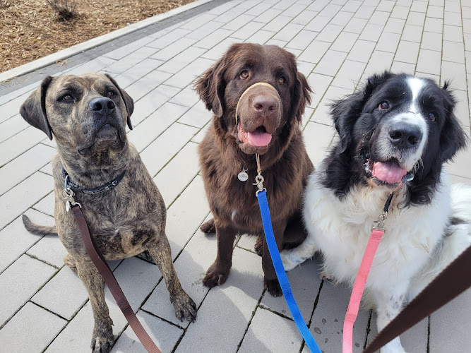 Consistent Canines