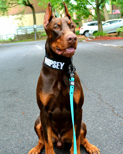 Supreme K9 Collars