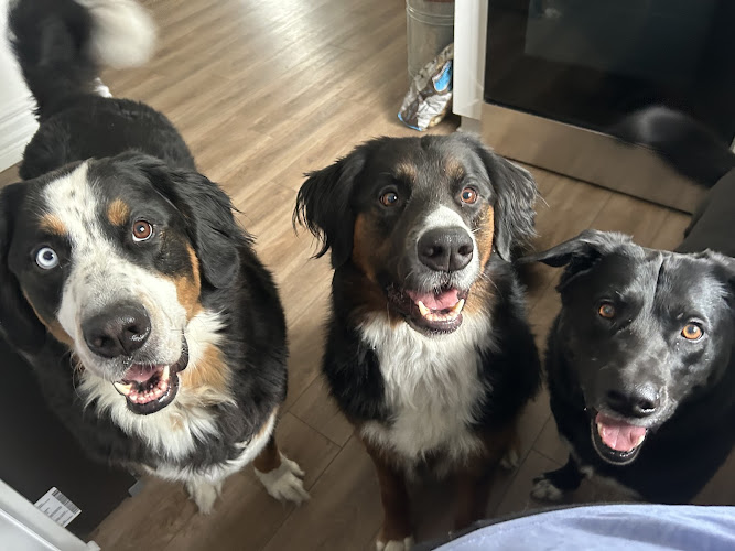 Paw Haven