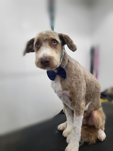 Hairy Tales Grooming