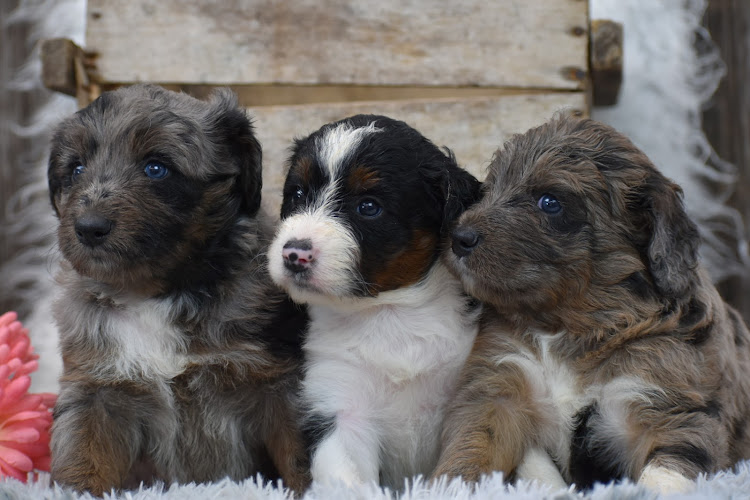 Posh puppies