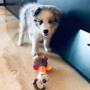 Adorable Border Collie Puppies