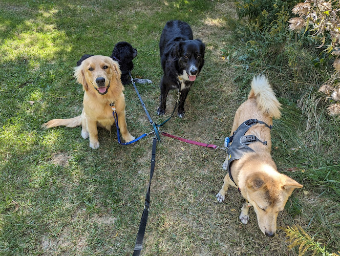 Magnum Petcare