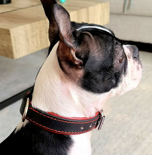 LaikaPaw Dog Collars and Accessories