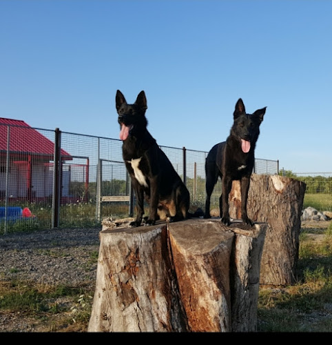 Crazy Paws Positive Dog Training Solutions
