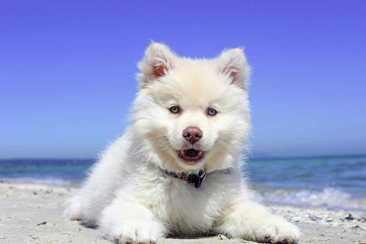 Buffalo Niagara Dog Training