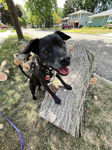 Dogology WNY