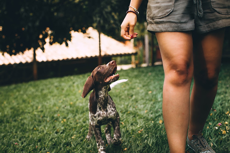 Southpawz Dogwalking