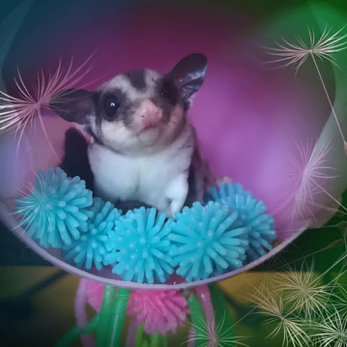 Down Under Gliderz Canada (Sugar Gliders)