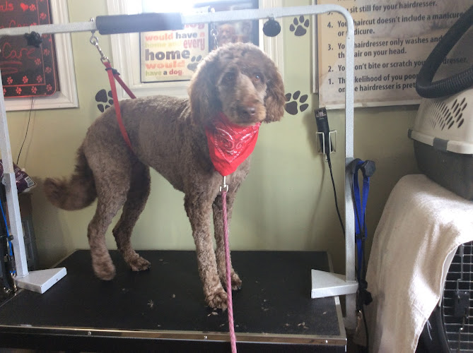 In The Dogg House Grooming Spa