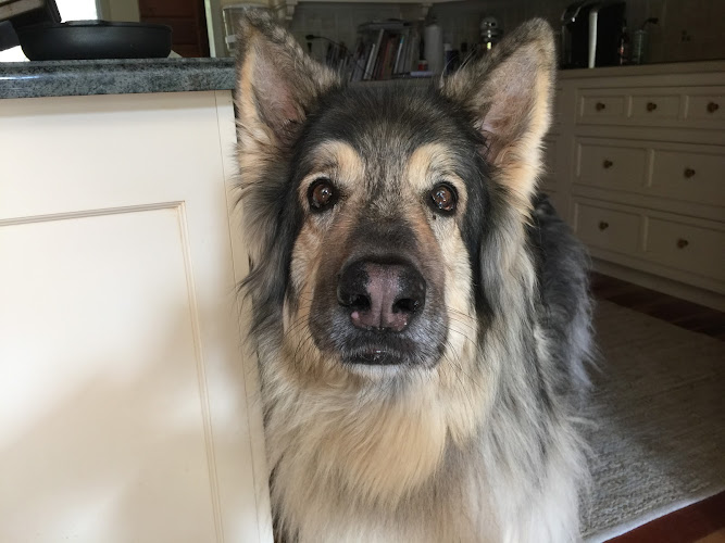 Brookville Pet Services