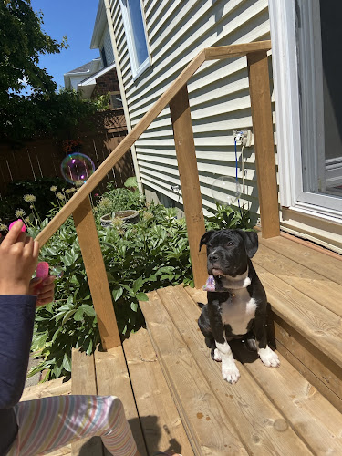 Furever Dog Lovers
