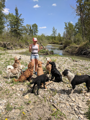 WestsideBArk! Dog Walking + Canine Academy