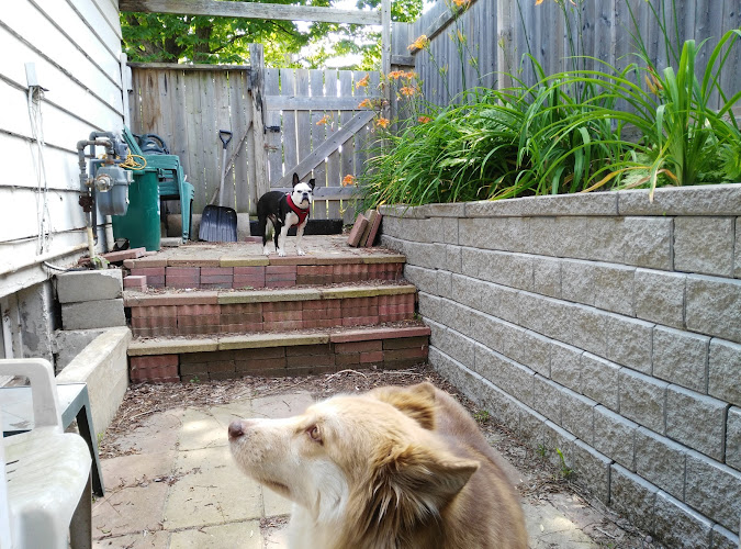 Oshawa Dog Walker