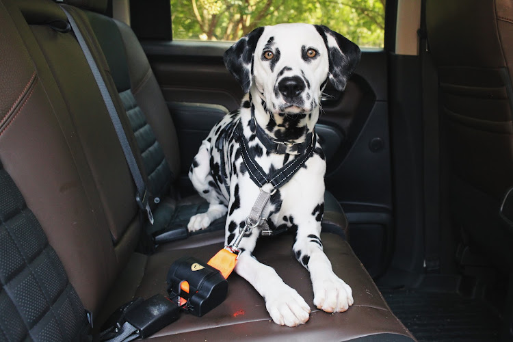 The Car Companion Inc.
